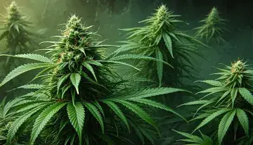 Cannabis Rescheduling Cracks Open 280E Relief, But Treasury Holds the Key
