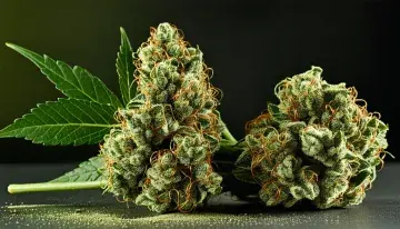 Cannabis Retailer Builds Community Ties Through Holiday Nonprofit Partnerships